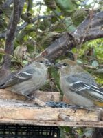 'Bird Whisperer of Newfoundland': The Randy Jenkins Story - Image 2